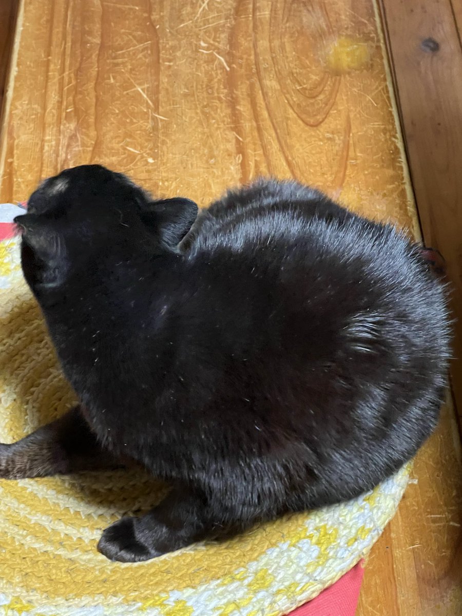 F2b84P's tweet photo. 我が家の猫ども🐾
#黒猫 https://t.co/xPhsyNzS53