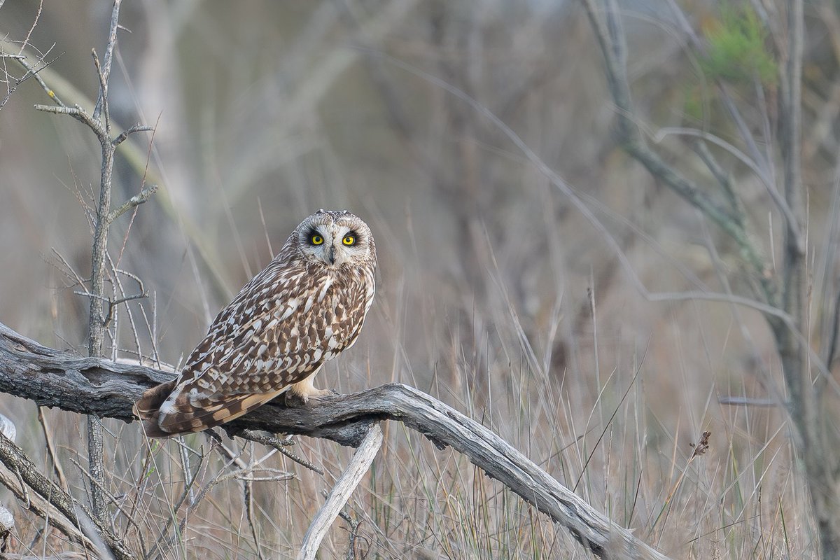 Thanasis Tsafonis tweet media