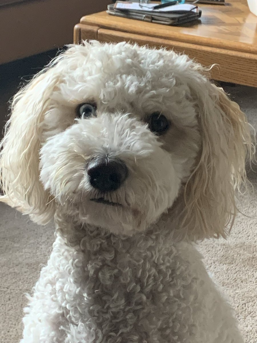 doodledog412's tweet image. Did you know that Carcross Desert in the Yukon, Canada, is widely known as the "world's smallest desert," at 2.6 square kms or 1 square mile? It’snot a true, arid desert but rather a series of northern sand dunes formed 10,000 years ago. 🐶 #FunFactsFriday