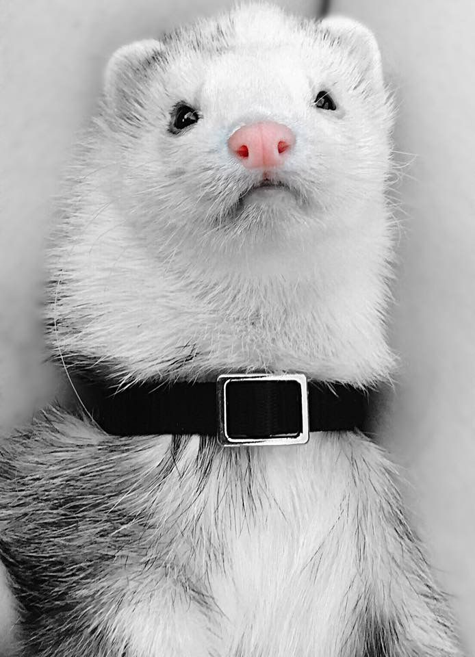 Ferret Every Hour tweet media