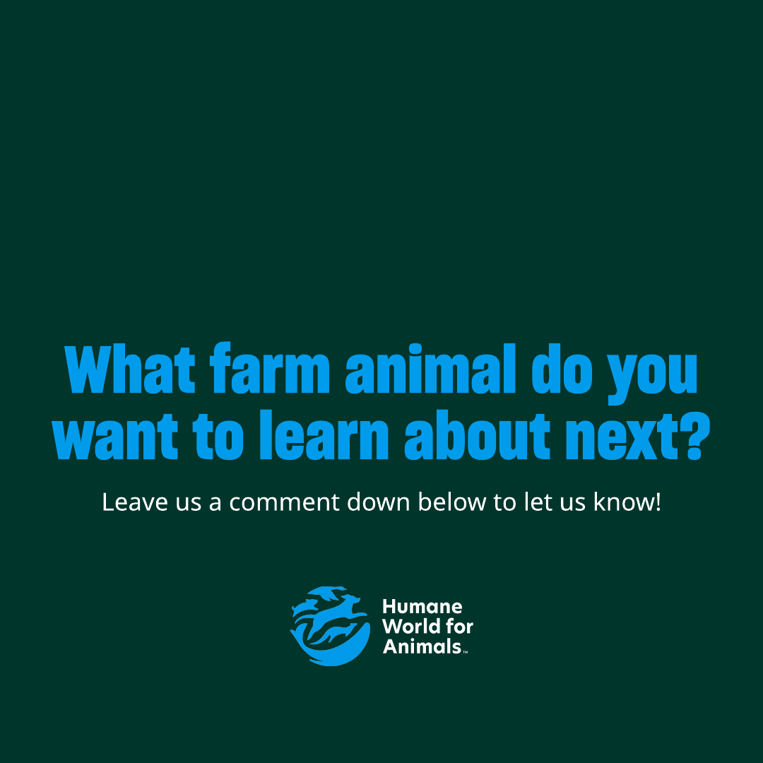 Humane World Farm Animals tweet media