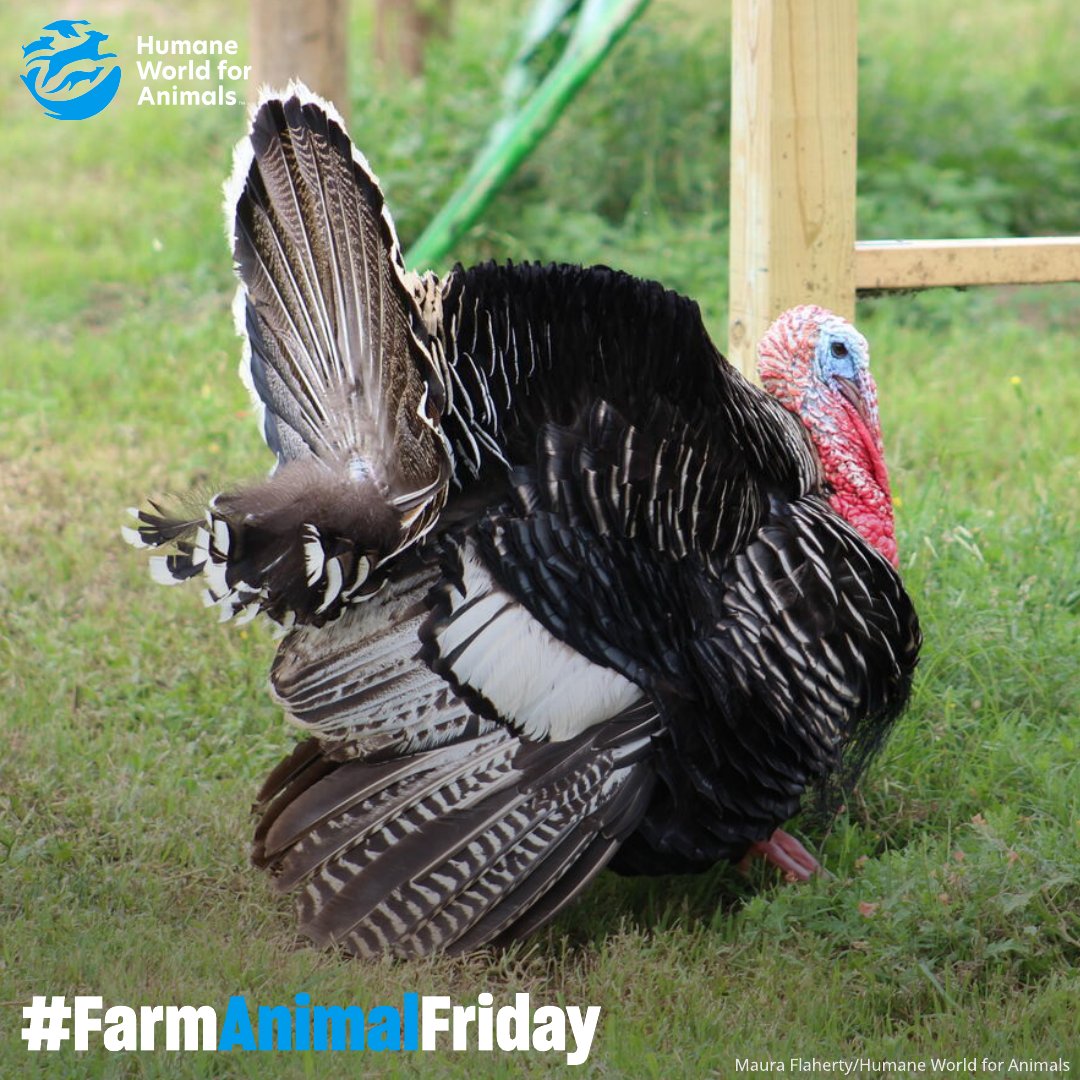 Humane World Farm Animals tweet media