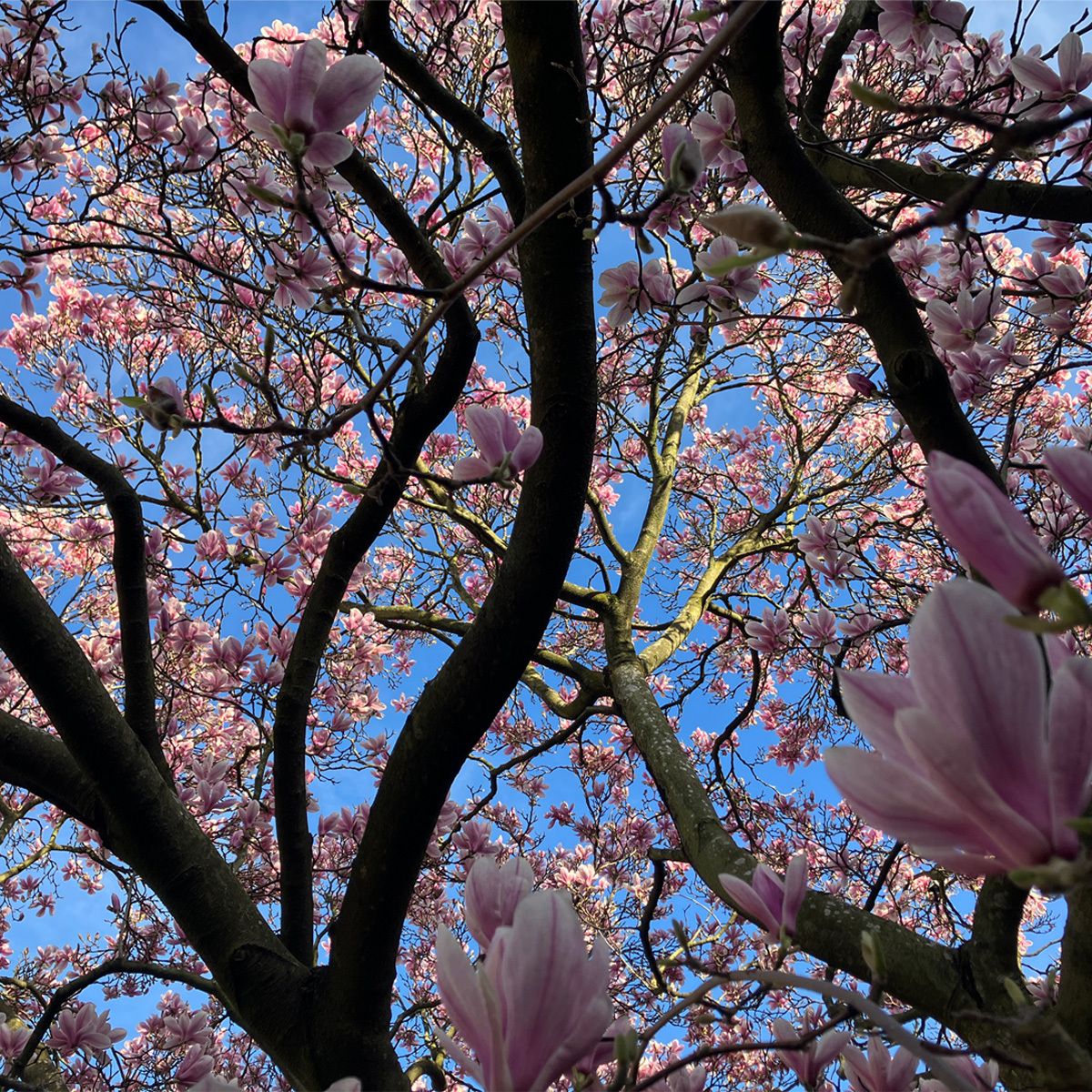 CharterhouseEC1's tweet photo. It feels like we’ve all been collectively "bud-watching" for ages, but the wait has been worth it. The Magnolia in Pensioner's Court is at its absolute peak right now, and seeing the beautiful blossoms in this gorgeous sunshine is such a mood booster. 

It’s amazing how a single tree can really lift your spirits! 

#SpringDays #NatureLovers #NaturePhotography #Magnolia
