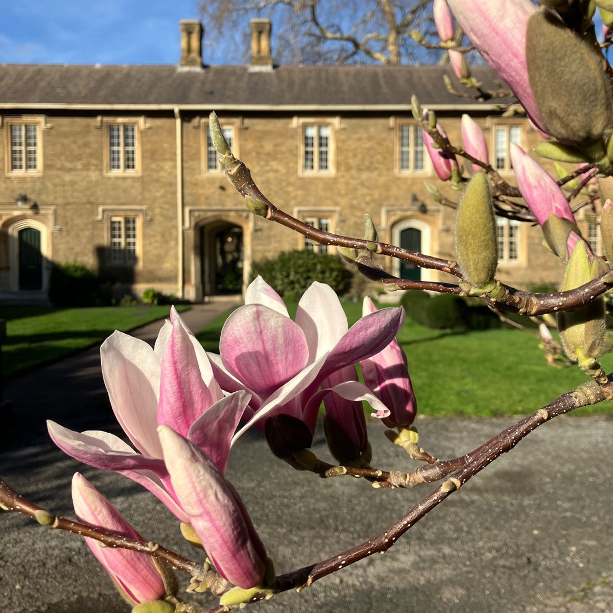 CharterhouseEC1's tweet photo. It feels like we’ve all been collectively "bud-watching" for ages, but the wait has been worth it. The Magnolia in Pensioner's Court is at its absolute peak right now, and seeing the beautiful blossoms in this gorgeous sunshine is such a mood booster. 

It’s amazing how a single tree can really lift your spirits! 

#SpringDays #NatureLovers #NaturePhotography #Magnolia