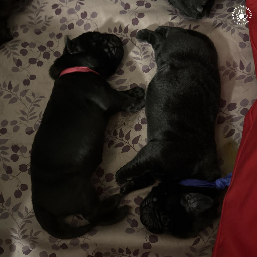 4 Paws For Ability tweet media