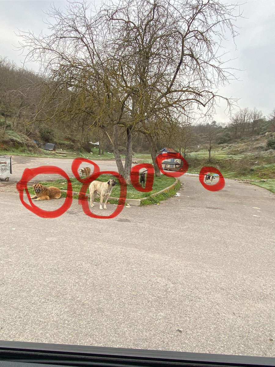 Ozilifb's tweet image. 2 Gündür ne diyorlardı ? #şile de köpek kalmadı değil mi ?
Bugüne ait sadece bir köy ve köy yolu, Beslemecisine denk gelmekte bonus oldu. Bu hayvanların hepsi yaban hayvanları ile temasta, ormanın ve köylerin için de. TOPLANMIYORLARRRR.
@TCTarim @TC_icisleri @TC_istanbul
