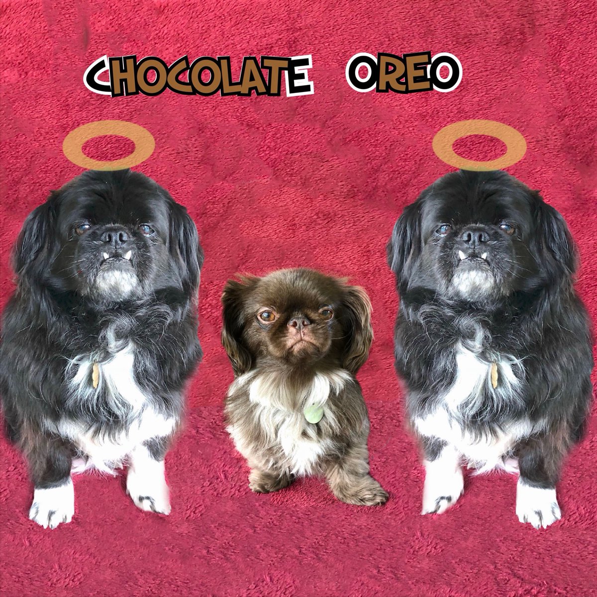Our <a href="/Oreo/">OREO Cookie</a> are just as sweet but a little furrier. 
#NationalOreoCookieDay