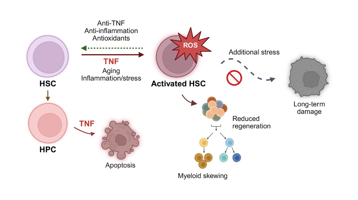 StemCellReports tweet media
