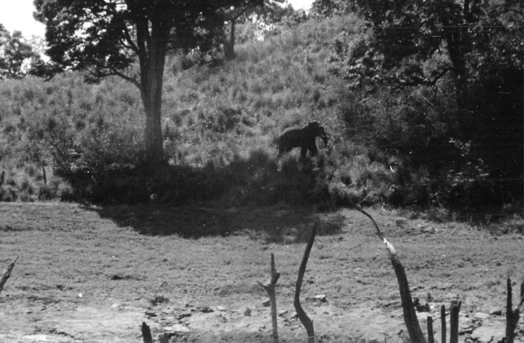 SOAS Special Collections tweet media