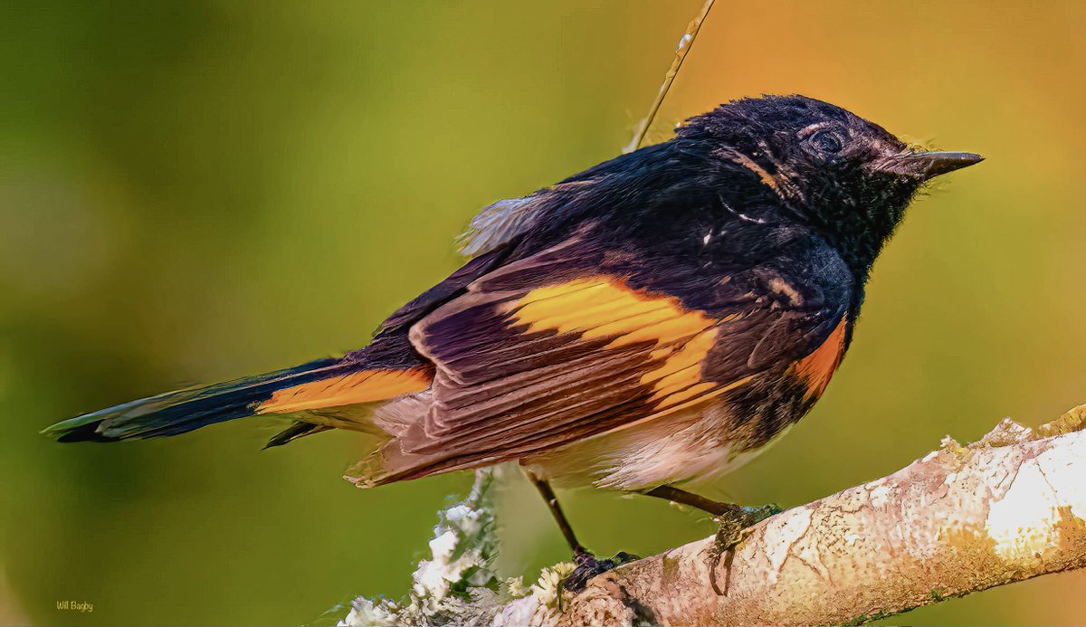 Hollywood Cemetery tweet media