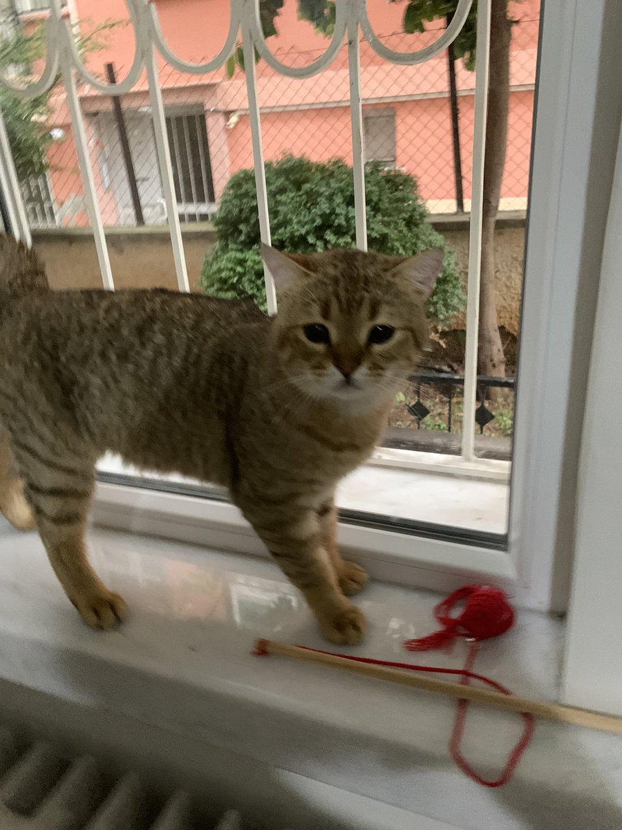 turtakus's tweet photo. Mal gerizeka bidon bi erkek kardeşim olmuştu hiç sevmemiştim annem de ısrarla getirip getirip koklatıyodu https://t.co/spaRV0vgIw
