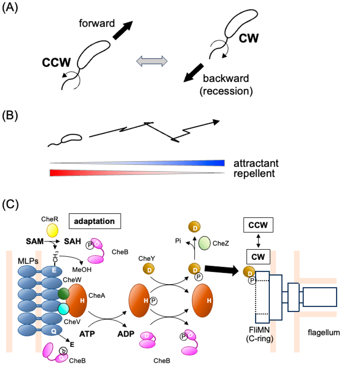 Biomol_MDPI's tweet photo. #HighlyAccessedPaper
"Chemotaxis and Related Signaling Systems in Vibrio cholerae" by Omori, et al.
Cited 4 times | Viewed 3,169 times.
Read now ➡️ https://t.co/FIglfzPYix
#VibrioCholera #Chemotaxis #BacterialMotility #SignalTransduction #MicrobialPathogenesis https://t.co/5w3P5TteWP