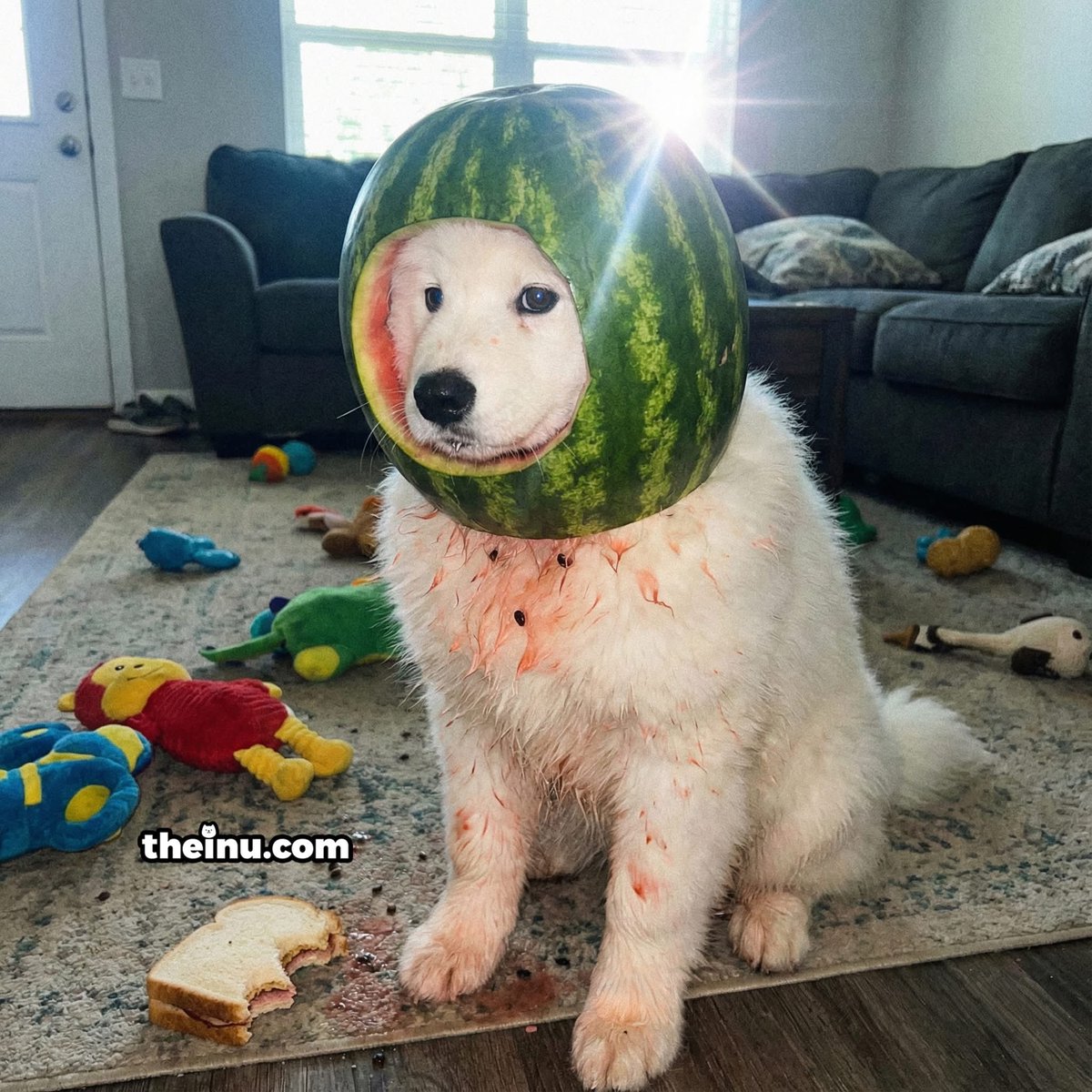 INU. tweet media