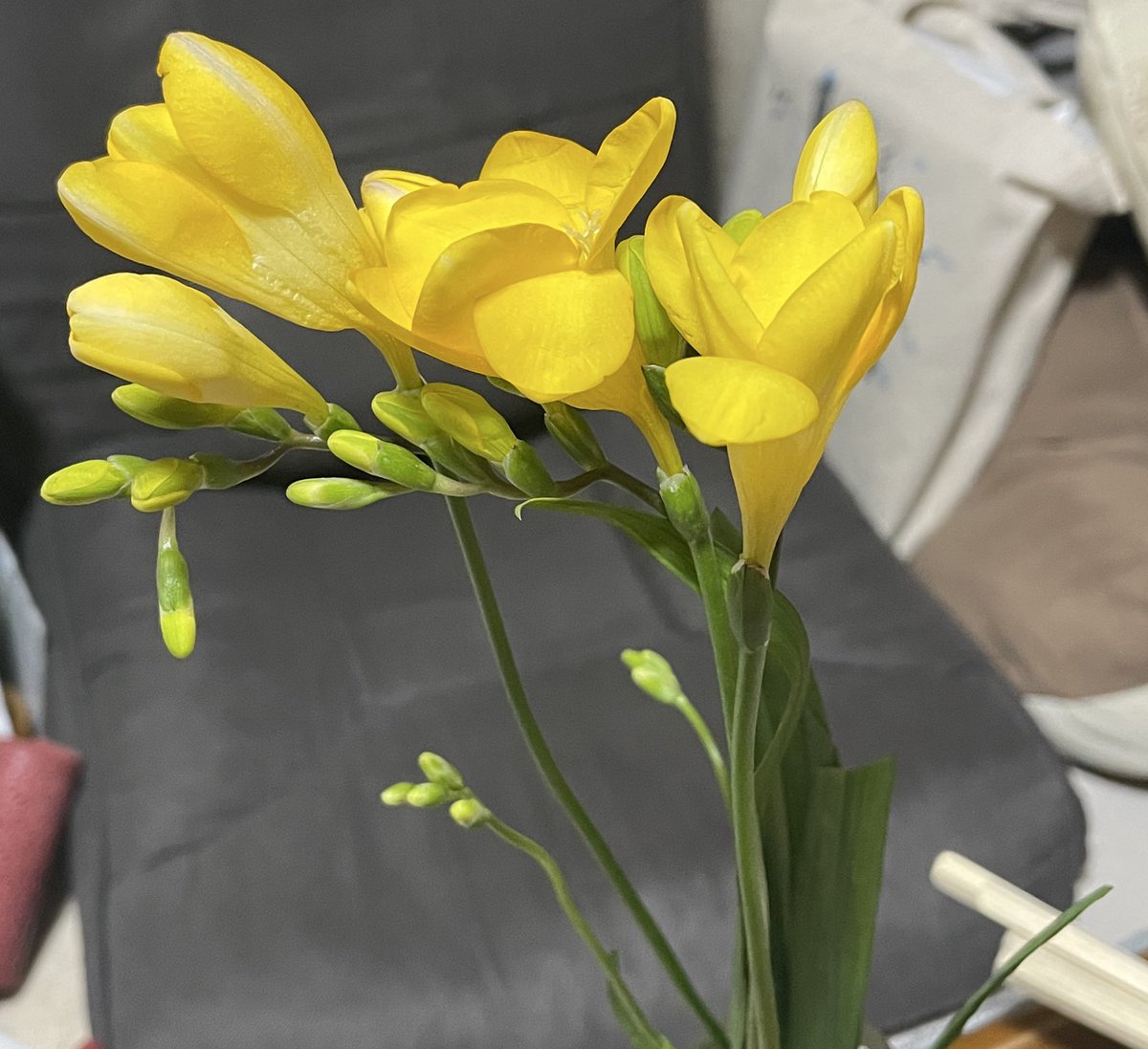 原のり子 日本共産党都議会議員 北多摩4区 (@haranoriko0917) / Posts / X