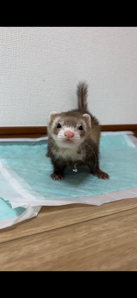 フェレットのちゃーちゃん🦦 tweet media