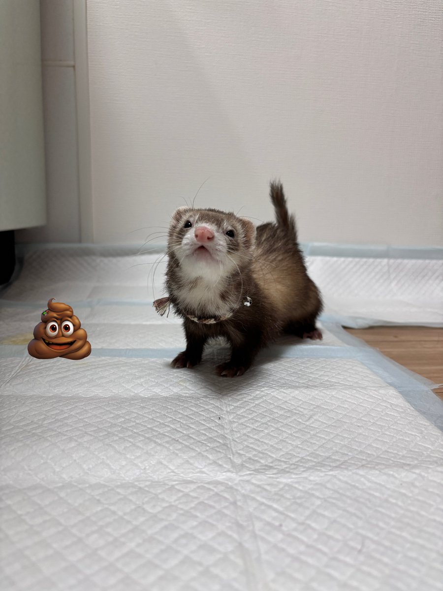 フェレットのちゃーちゃん🦦 tweet media