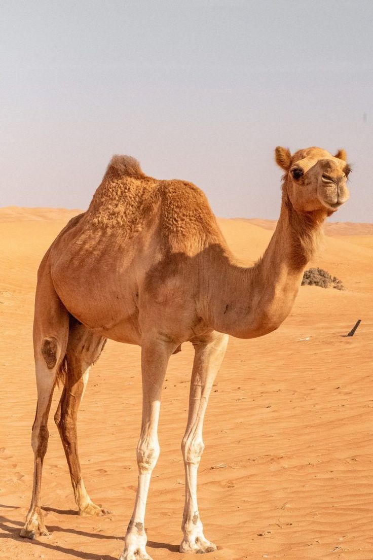 Nig_Farmer's tweet photo. You may see a camel and think it’s just a slow desert animal, but this creature is one of nature’s most unbelievable survival machines. 

Built for some of the harshest environments on Earth, camels can endure conditions that would k!ll most animals within hours. 

Let's explore their facts together:

•A camel can drink up to 100 liters of water in just 10 minutes, allowing it to rehydrate incredibly fast after days of dehydration.

•Contrary to popular belief, a camel’s hump does not store water. It stores fat, which the camel can convert into energy and even small amounts of water when food is scarce.

•Camels can survive losing up to 30% of their body weight from dehydration, a level that would be fatal for most mammals.

•Their red blood cells are oval-shaped instead of round, allowing them to keep circulating smoothly even when the blood becomes very thick during dehydration.

•A camel’s thick eyelashes and three eyelids protect its eyes from harsh desert sandstorms.

•Camels can completely close their nostrils to keep out blowing sand during desert storms.

•Their broad, padded feet act like natural snowshoes for sand, preventing them from sinking while walking across dunes.

•Camels can eat thorny desert plants that would injure most animals because the inside of their mouths is lined with extremely tough tissue.

•Their body temperature can safely fluctuate between 34°C and 41°C, helping them conserve water by avoiding sweating in extreme heat.

•Camels produce very concentrated urine and extremely dry dung, conserving as much water as possible.

•When food is scarce, a camel can live off the fat stored in its hump for weeks.

•A fully grown camel can carry loads of up to 270 kilograms (about 600 pounds) across long desert distances.

•Camels have been called “ships of the desert” for centuries because they made long-distance trade across deserts possible.

•During sandstorms, camels instinctively kneel and turn their backs to the wind to protect their faces and lungs.

•Some camels can travel over 40 kilometers in a single day while carrying heavy loads across the desert.
They were built for the hard life.

Hope you've learnt something new and interesting about them?