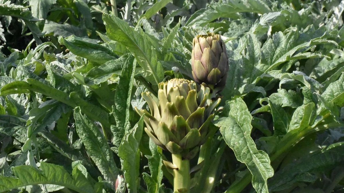 Çanak enginar sezonu İzmir’de başladı... İnternet satışları pazarı solladı. 

Ailece enginar üretimi yaptıklarını belirten Cumhur Kocabıyık, enginarın son dönemde giderek popüler bir ürün hale geldiğini belirterek, "Önceden sadece pazarcılara veriyor veya kendimiz satıyorduk.