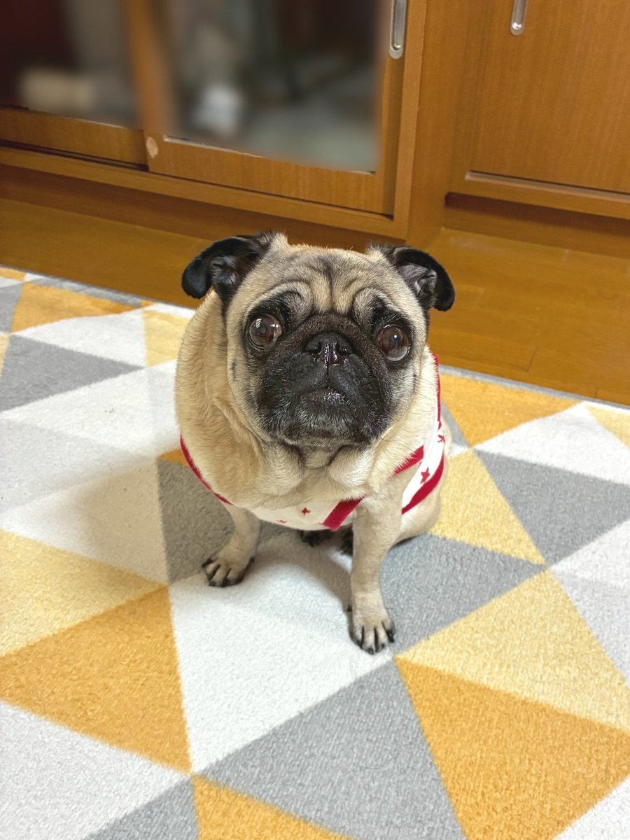 コロ助 (@korosukesumire) / Posts / X