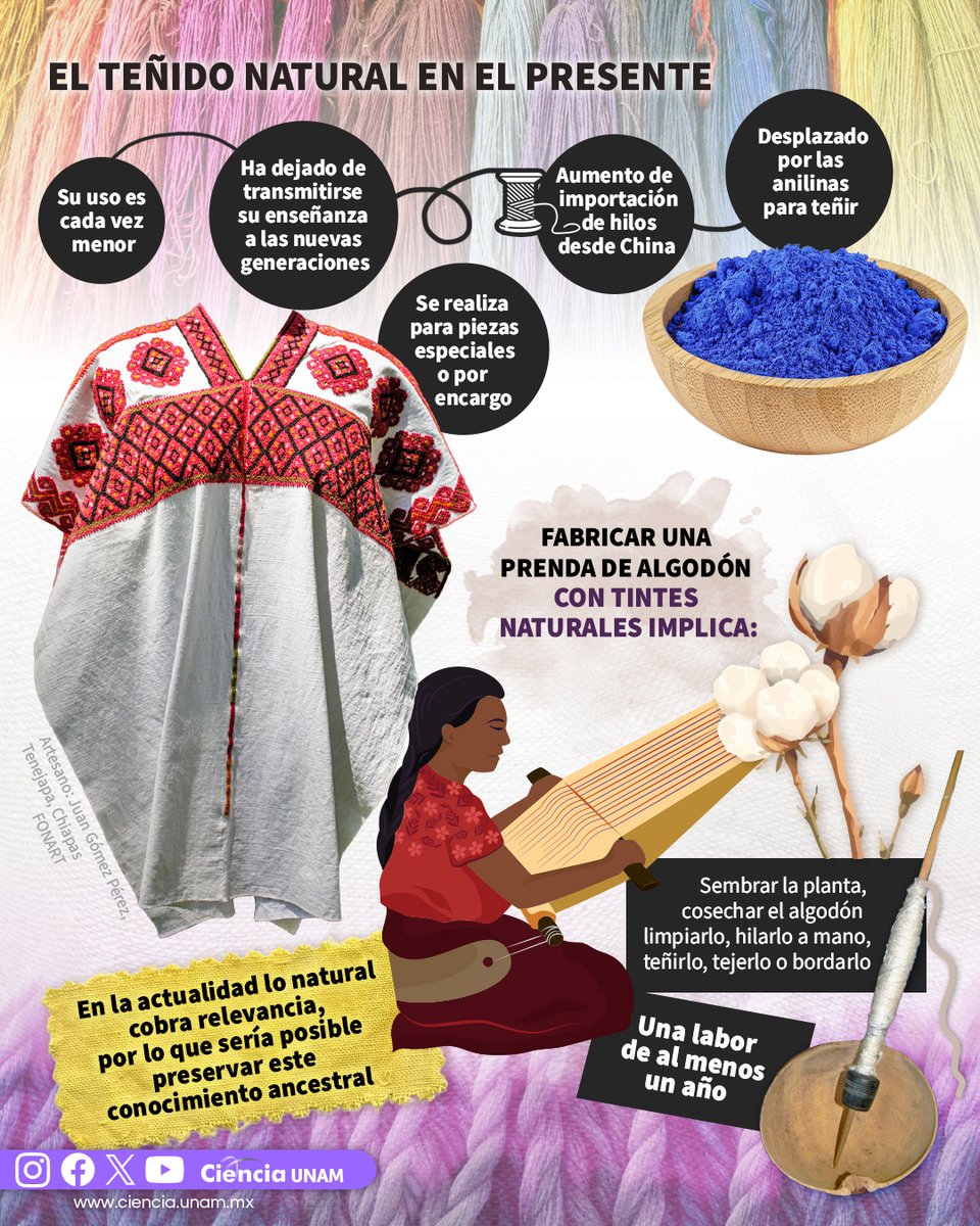 🧵 Fabricar una prenda de algodón con tintes naturales implica sembrar, cosechar, hilar, teñir y tejer en un proceso que puede durar al menos un año. Infografía de <a href="/Ciencia_UNAM/">Ciencia UNAM</a>. ⬇️