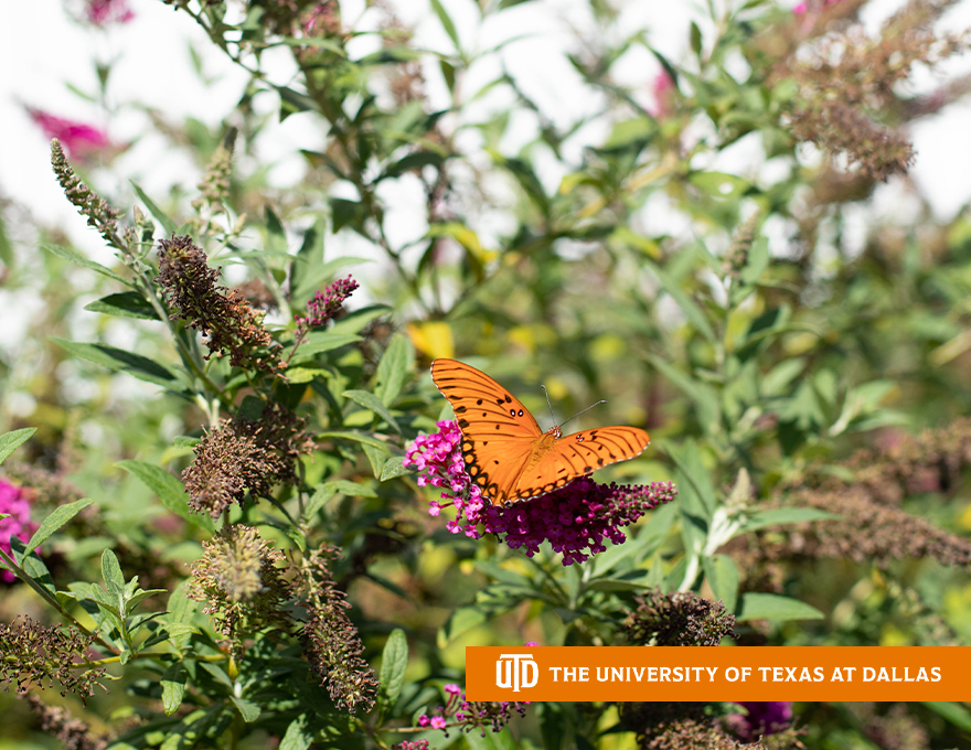 UT Dallas tweet media