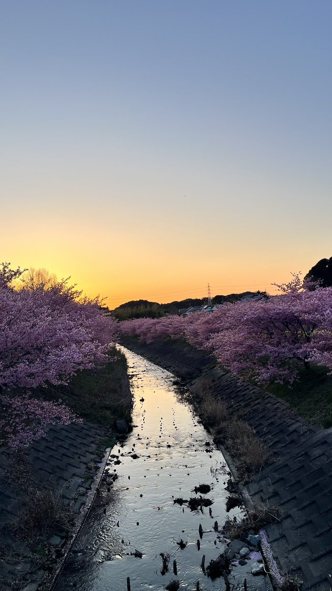 kawaim_38's tweet photo. お🌸は🌸な🌸み🌸 https://t.co/2grrBvOJNt