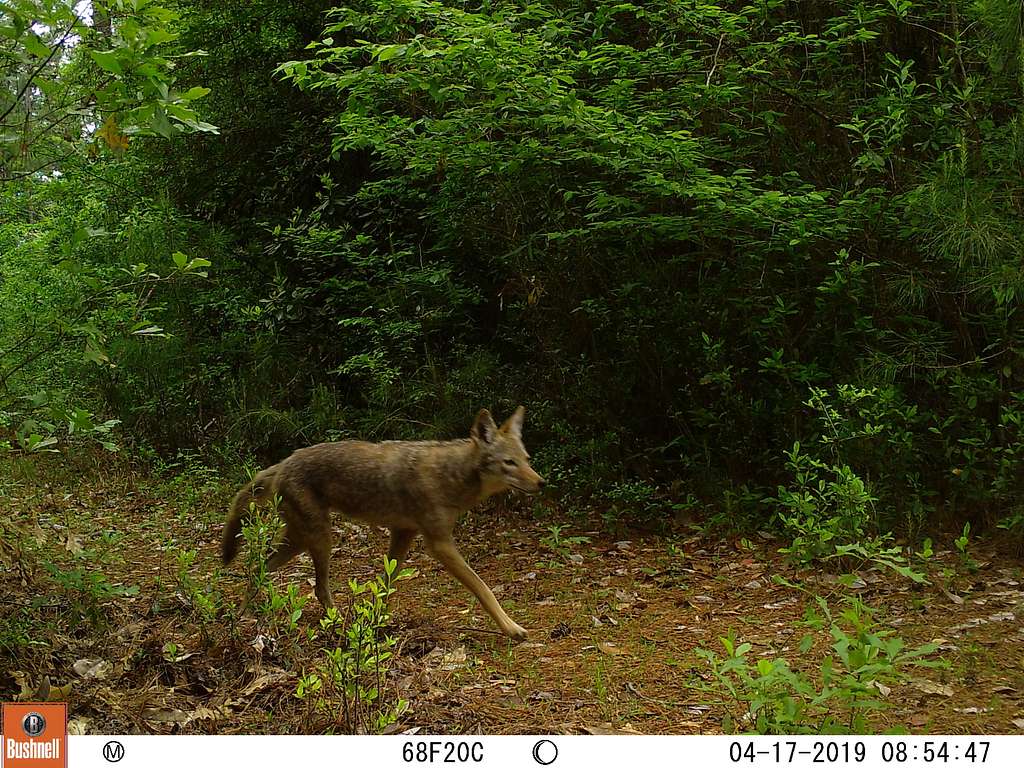 The Trapper tweet media