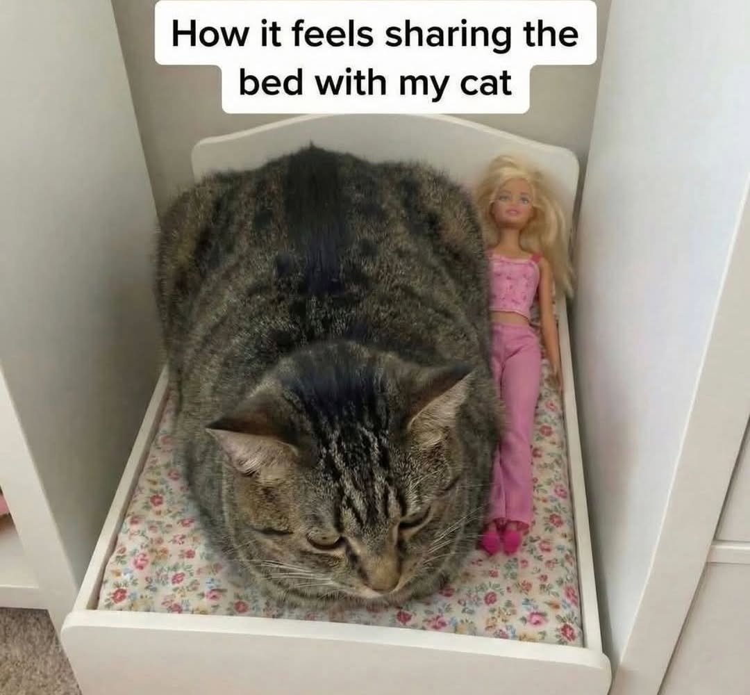 We don't deserve cats 😺 tweet media