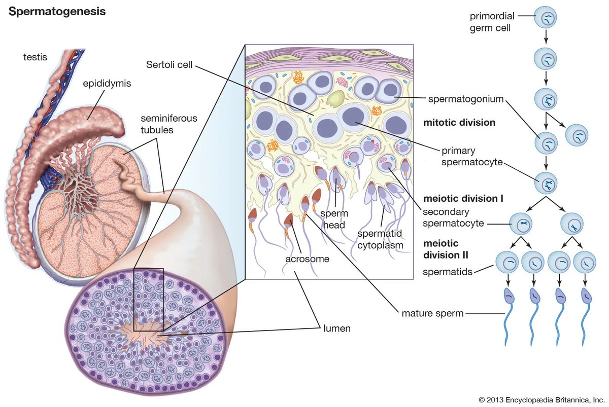 dr. Adam Prabata tweet media