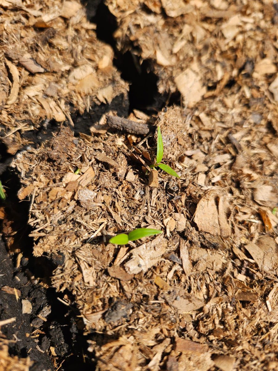 Adán Peña tweet media