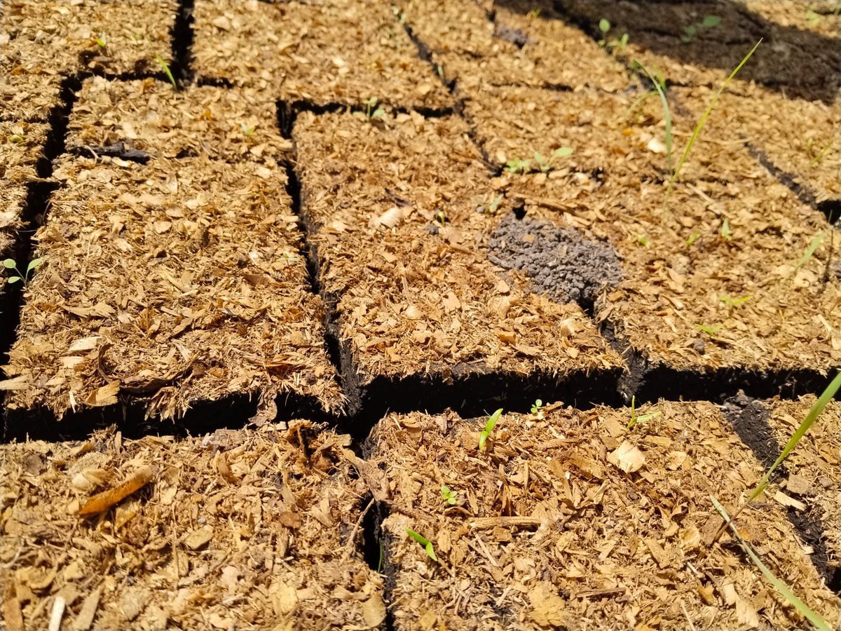 Adán Peña tweet media