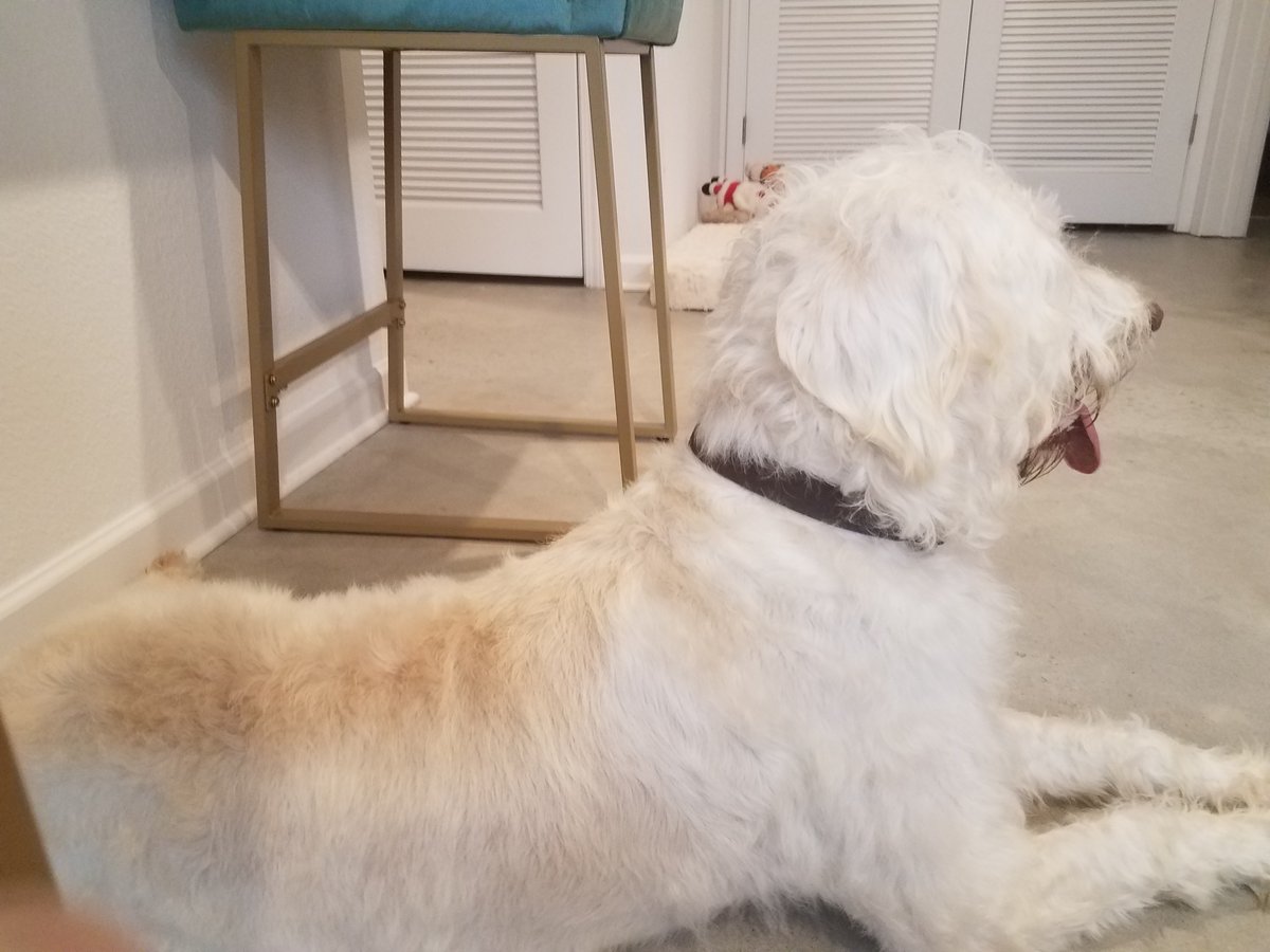 tyreeserules's tweet photo. Marked safe from Kristi Noem, my beautiful Opal. https://t.co/erATSgGWiX