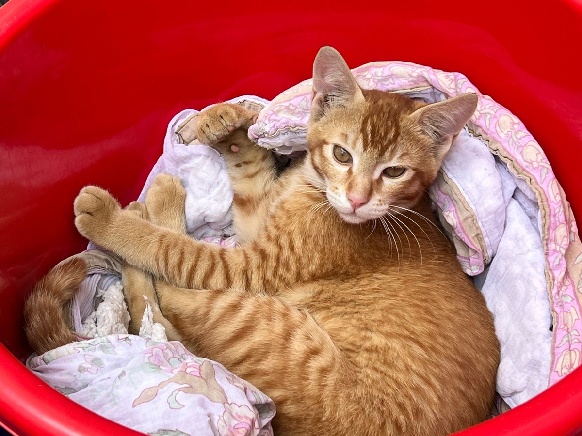 Abhishek Joshi 👨💻🐶 tweet media