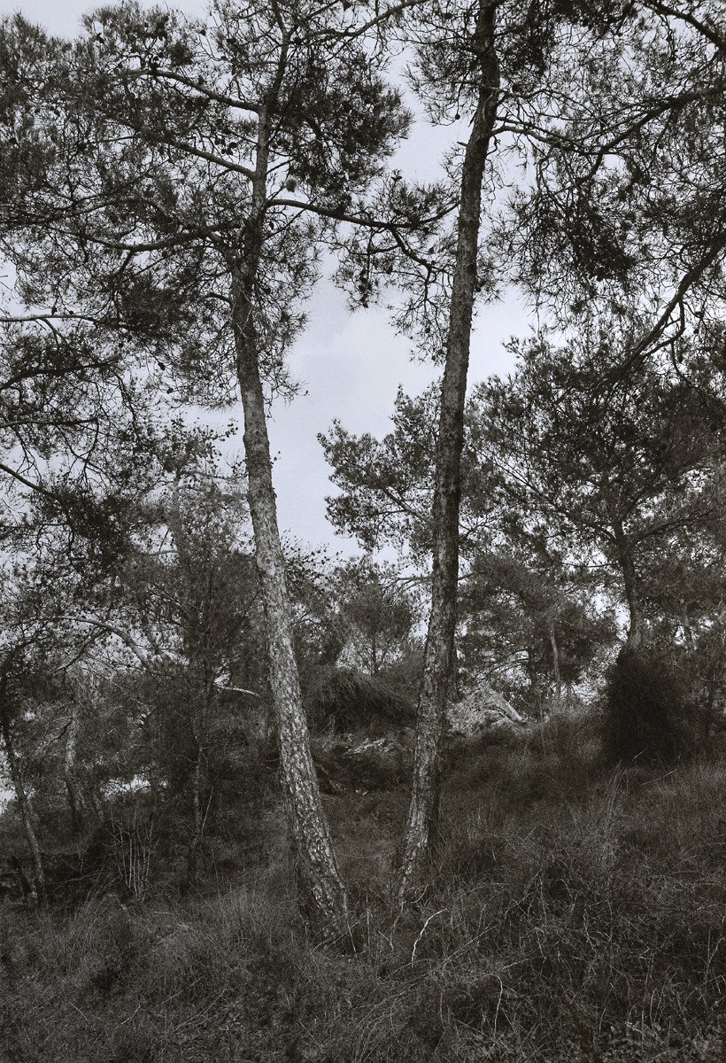 #περιαστικόδάσος #Θεσσαλονίκη
#suburbanforest #Thessaloniki
#forestscape #treeportrait
#πεύκο #pine #ΣέιχΣου
#chemicalphotography
#analogphotography
#chemodigitalphotography
#monochromaticphotography
#blackandwhitephotography
#foma pan200 #35mm
#slr #rodinal #R09
📷ΣΔ [2026]