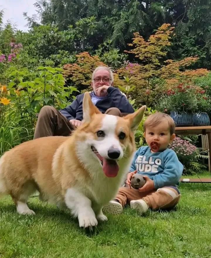 Corgi Lovers tweet media