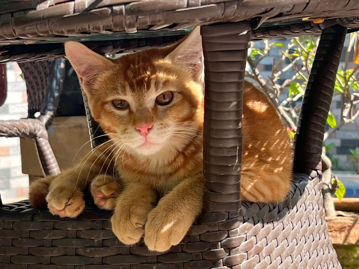 Abhishek Joshi 👨💻🐶 tweet media