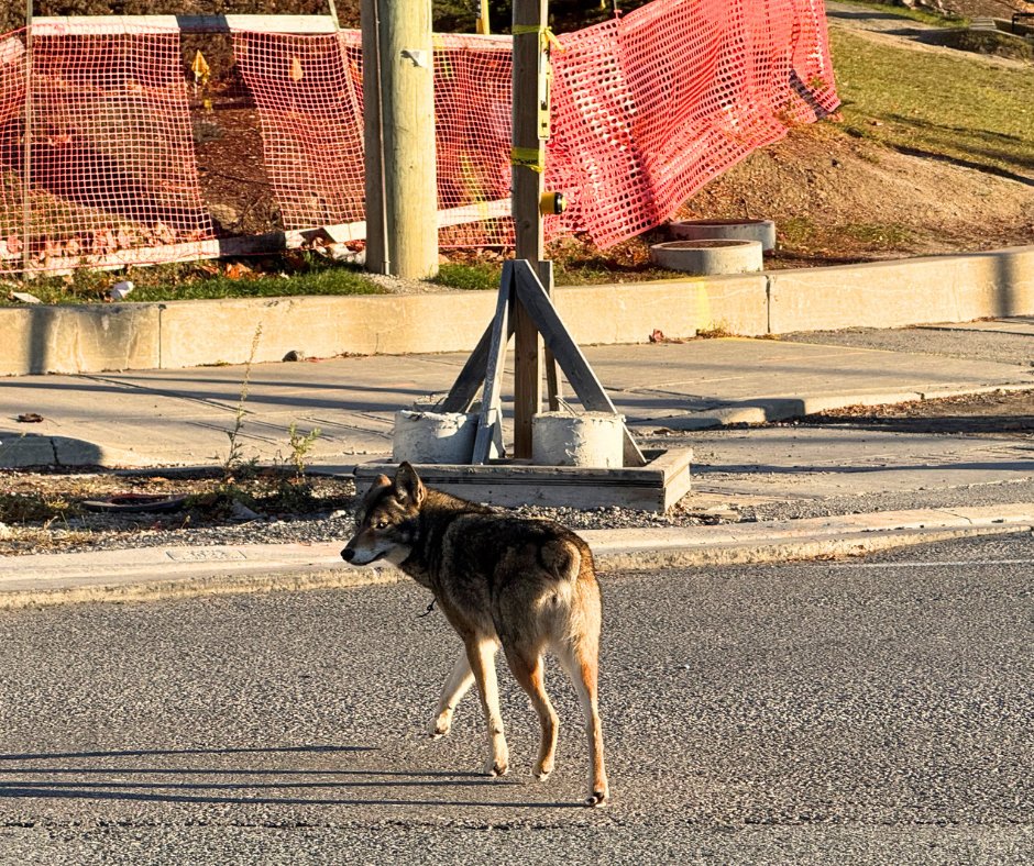 citymississauga's tweet photo. How it started ➡️ How it’s going. Have you heard about Mississauga’s most famous coyote known as Bunny or Knubz?

Bunny is a food-conditioned coyote who has learned to approach people and vehicles because she expects to be rewarded with food.

This didn’t happen overnight. Leaving dumped food, unsecured garbage and intentionally feeding wildlife can be harmful to both animals and people.

Animal Services are actively responding to the situation, but we need your help to break the cycle and stop more coyotes from becoming food-conditioned like Bunny. 

Remember, feeding wildlife is illegal with fines ranging from $365 to $100,000.

Don’t create the next Bunny. Don’t feed wildlife. 

Learn more https://t.co/SnfaQz1Fxs

Images of Bunny the Coyote submitted by the public using the City of Mississauga’s Interactive Fox and Coyote sightings map.