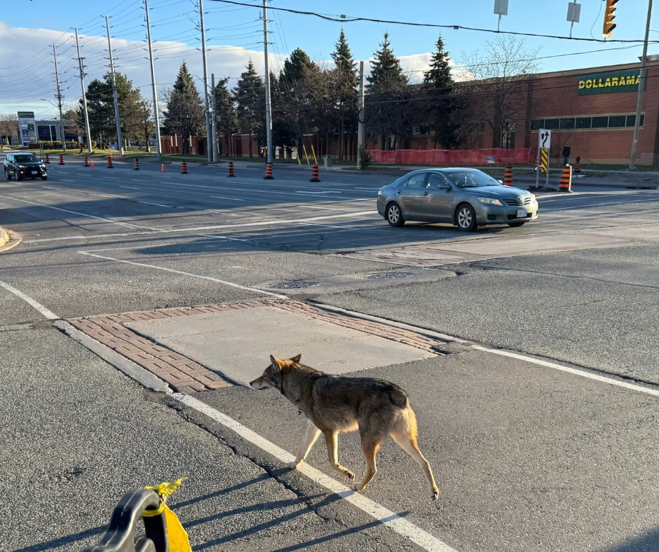 citymississauga's tweet photo. How it started ➡️ How it’s going. Have you heard about Mississauga’s most famous coyote known as Bunny or Knubz?

Bunny is a food-conditioned coyote who has learned to approach people and vehicles because she expects to be rewarded with food.

This didn’t happen overnight. Leaving dumped food, unsecured garbage and intentionally feeding wildlife can be harmful to both animals and people.

Animal Services are actively responding to the situation, but we need your help to break the cycle and stop more coyotes from becoming food-conditioned like Bunny. 

Remember, feeding wildlife is illegal with fines ranging from $365 to $100,000.

Don’t create the next Bunny. Don’t feed wildlife. 

Learn more https://t.co/SnfaQz1Fxs

Images of Bunny the Coyote submitted by the public using the City of Mississauga’s Interactive Fox and Coyote sightings map.