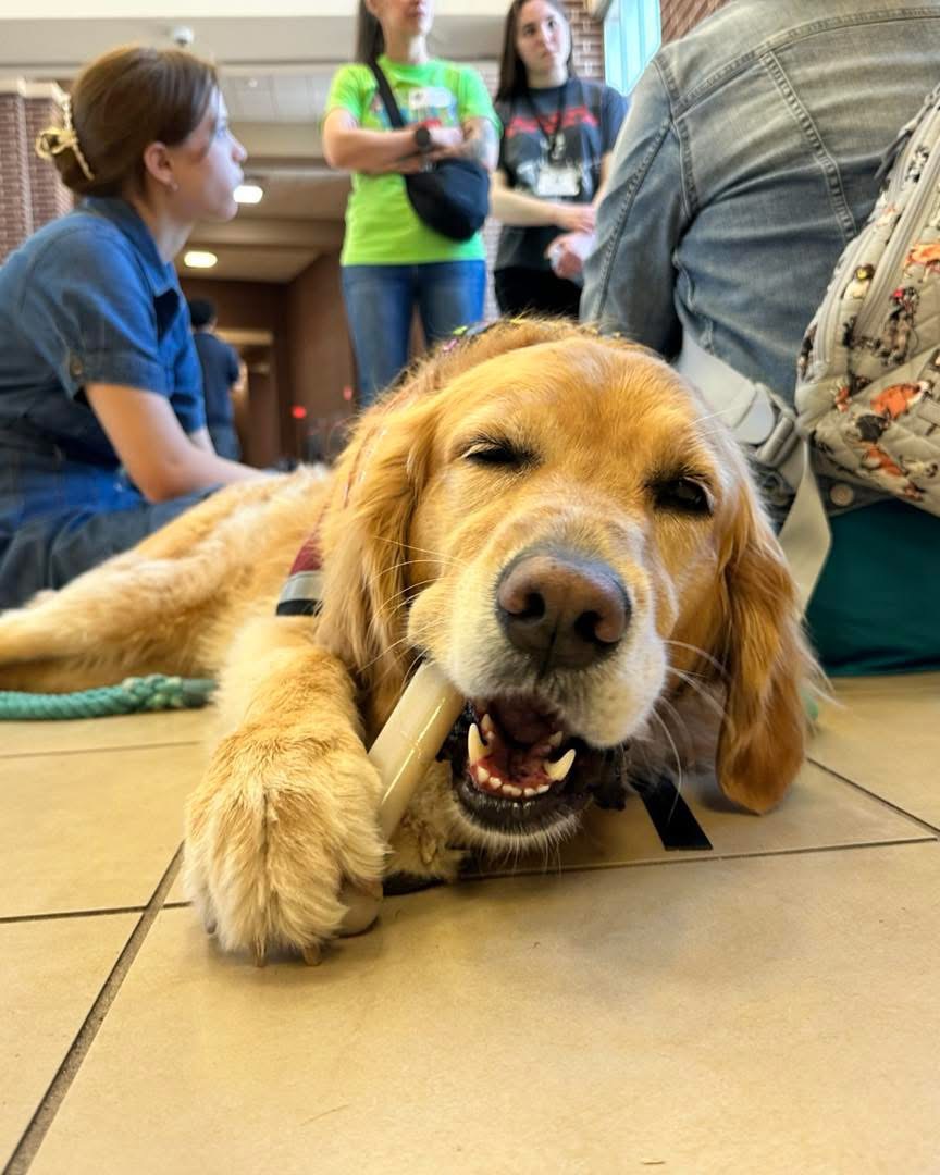 ConroeVisualArt's tweet photo. Region 6 VASE therapy and rescue pups were on site to enjoy the day with our students! @TXarted https://t.co/ScrRcQOgs2