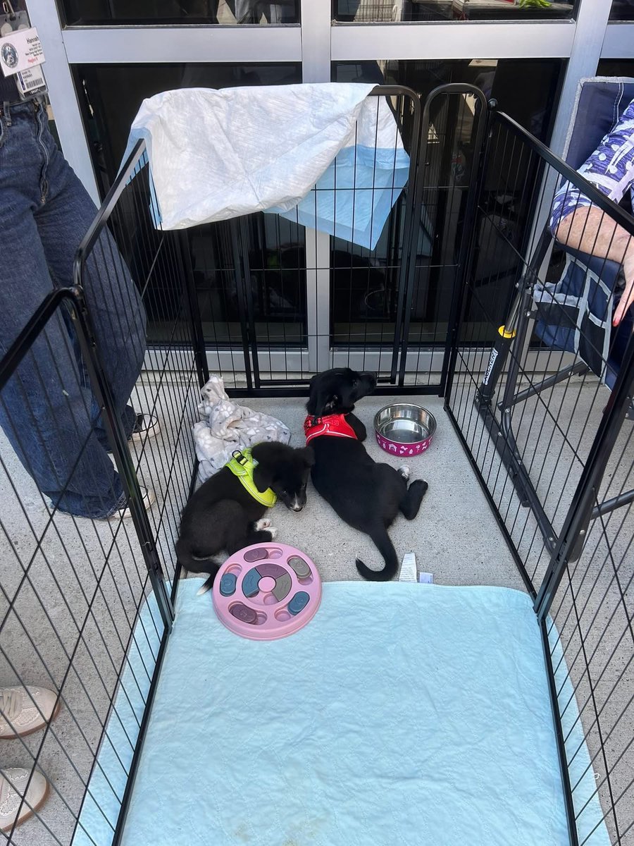 ConroeVisualArt's tweet photo. Region 6 VASE therapy and rescue pups were on site to enjoy the day with our students! @TXarted https://t.co/ScrRcQOgs2
