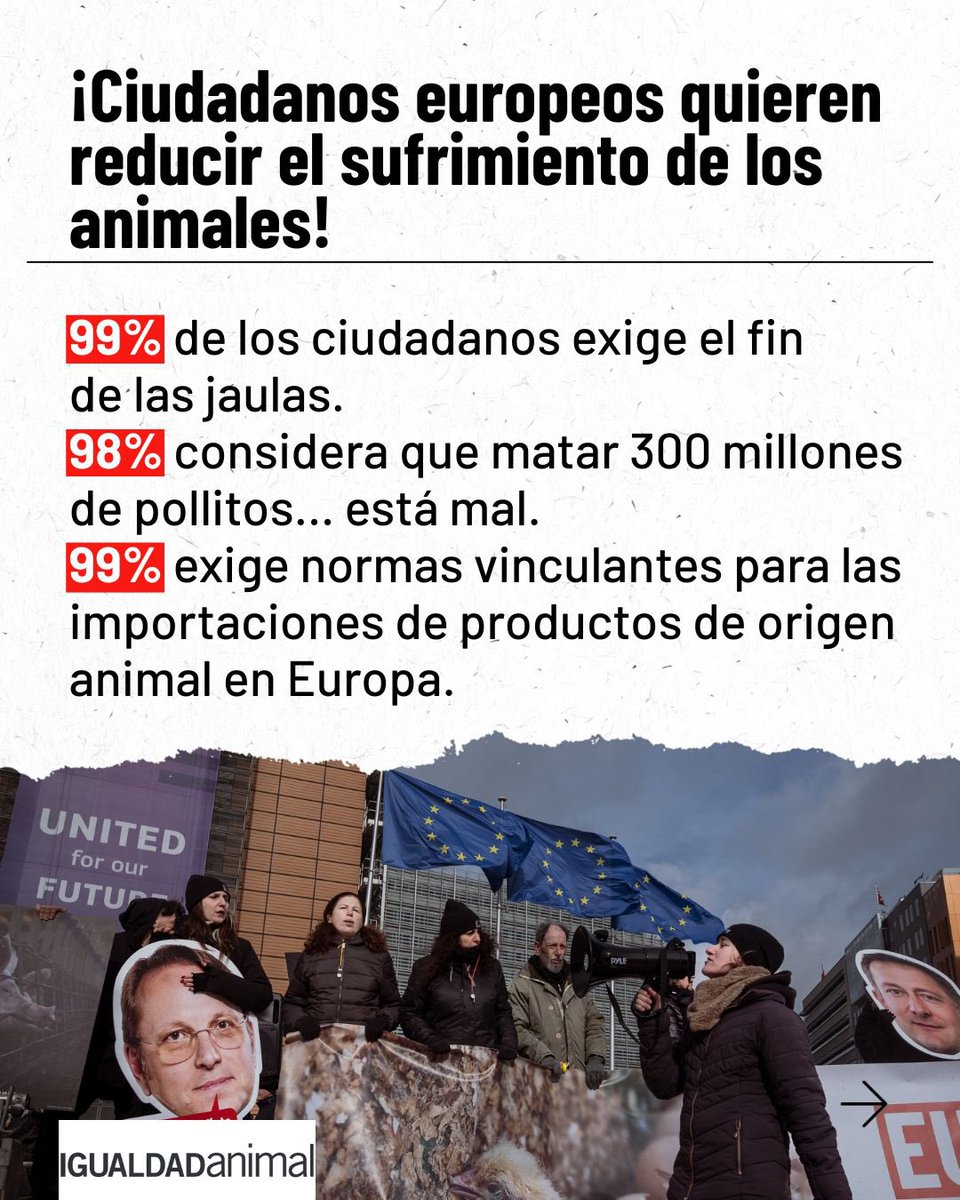 IgualdadAnimal's tweet photo. Según los datos publicados por la Comisión Europea, el 99% de los ciudadanos considera muy importante eliminar las jaulas para gallinas y cerdas. Esta práctica continúan utilizándose ampliamente en la producción intensiva en Europa.

Además, el 98% de las personas que respondieron considera éticamente problemática la matanza sistemática de pollitos machos recién nacidos en la industria del huevo. Los machos de las razas utilizadas para poner huevos no pueden producir huevos y tampoco son criados para carne, por lo que son matados poco después de nacer.

Estos resultados constituyen uno de los respaldos ciudadanos más amplios registrados hasta ahora en una consulta pública europea sobre bienestar animal 👇

https://t.co/0EGDDmpiwK