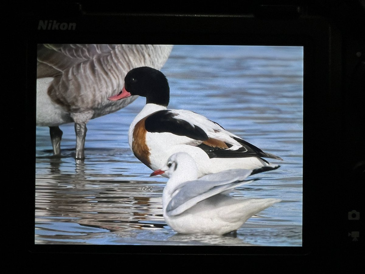 DAN FORDER WILDLIFE - Birds & Nature tweet media