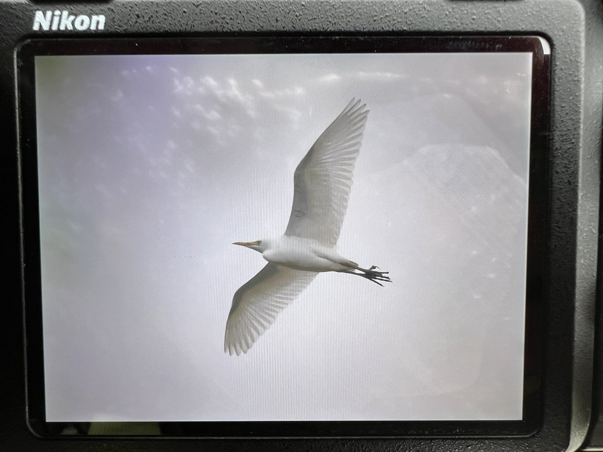 DAN FORDER WILDLIFE - Birds & Nature tweet media