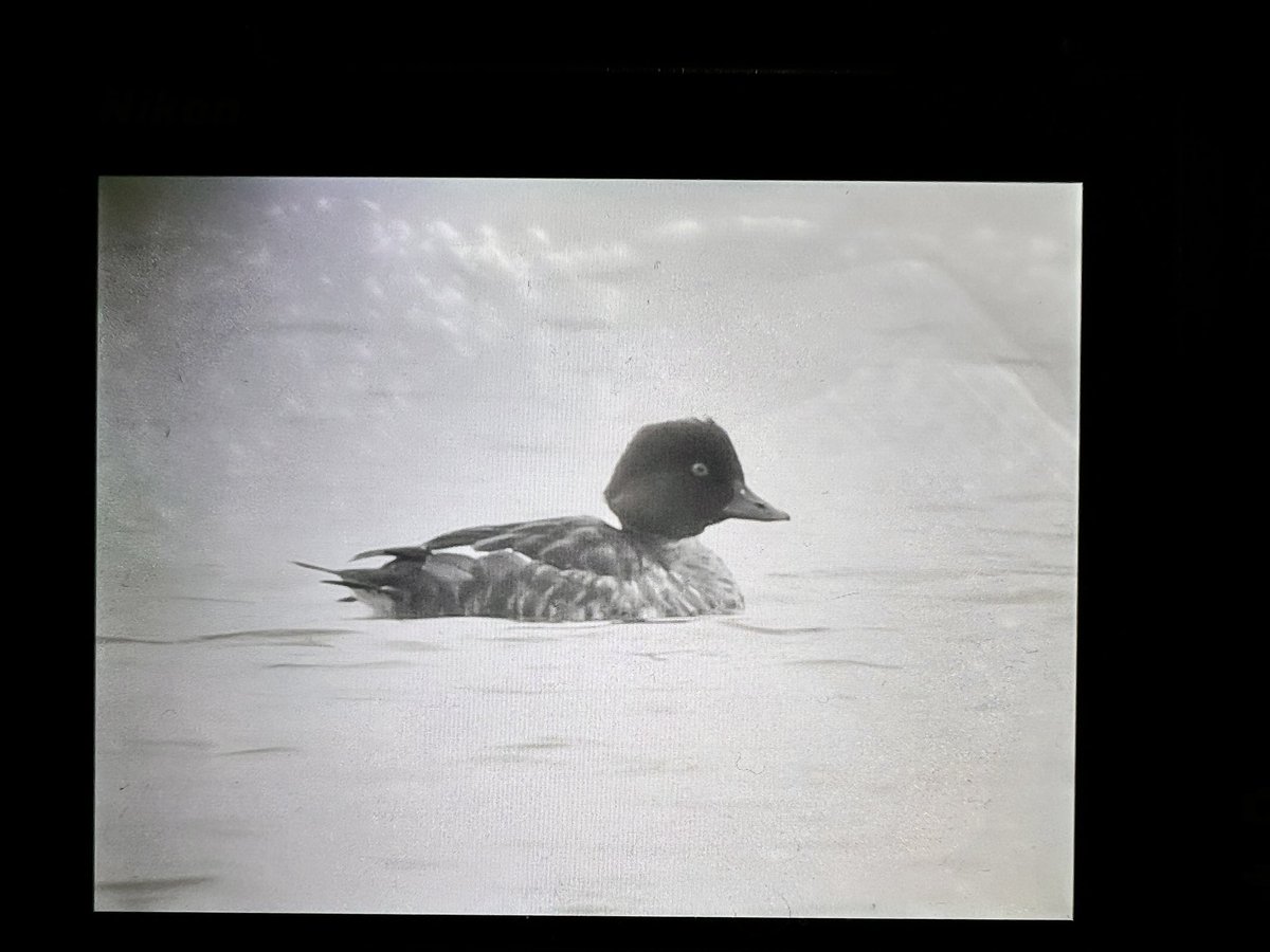 DAN FORDER WILDLIFE - Birds & Nature tweet media