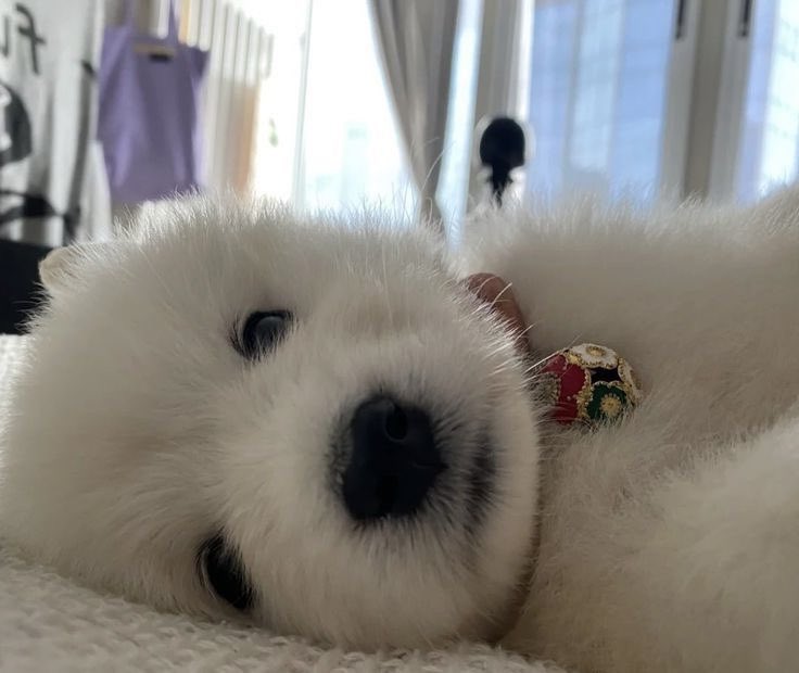 똥개 운학 tweet media