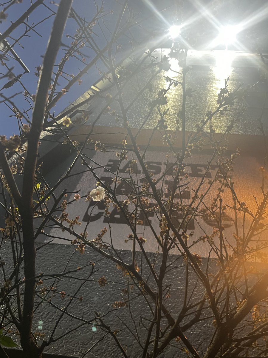 hojaluna's tweet image. 梅の季節が終わる。今シーズンも早くから咲いて長くいい香りを放っていた。
#BALLTONGUE #HelloMarch