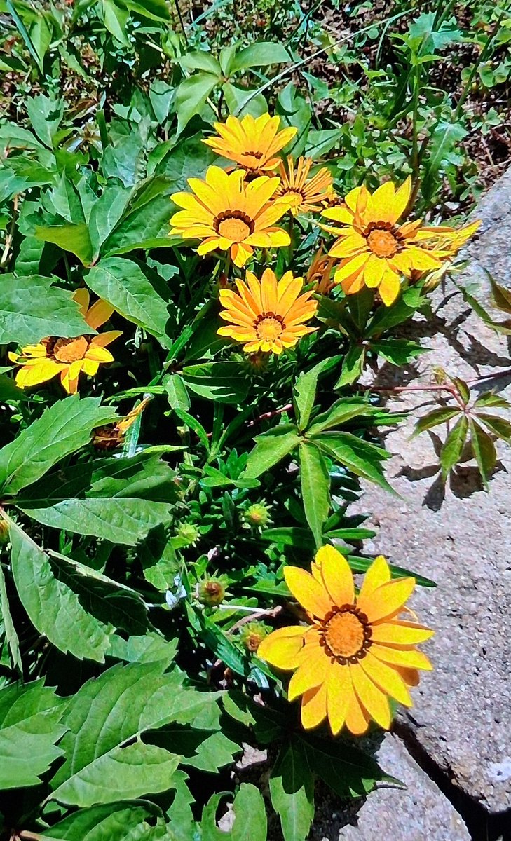 serpil28153375's tweet image. #March6th🌍
#KemalettinKamu🌐`🕊,,.
15Eylül1901⚘️6Mart1948
Çok erken,,46 yaş…
Gurbet Şairimizdir✨️
 
🎼Gurbet o kadar acı
Ki, ne varsa içimde,
Hepsi bana yabancı,
Hepsi başka biçimde`🕊,,.🎶