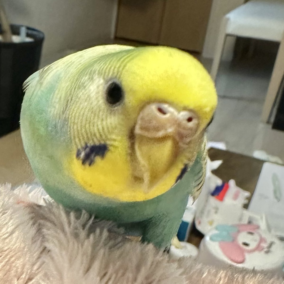 kimrie0804's tweet photo. #加須市久下  #インコ  #保護
2月12日に不注意でセキセイインコのロミを迷子にさせてしまいました。
あの日のことをとても後悔し、気をつけていたのですが、もっと気をつけなければ、大切なロミを失わずにすんだと思うと申し訳ない気持ちでいっぱいです。
可愛いロミを家族みんなで待っています。 https://t.co/oBbsaLx0Xi