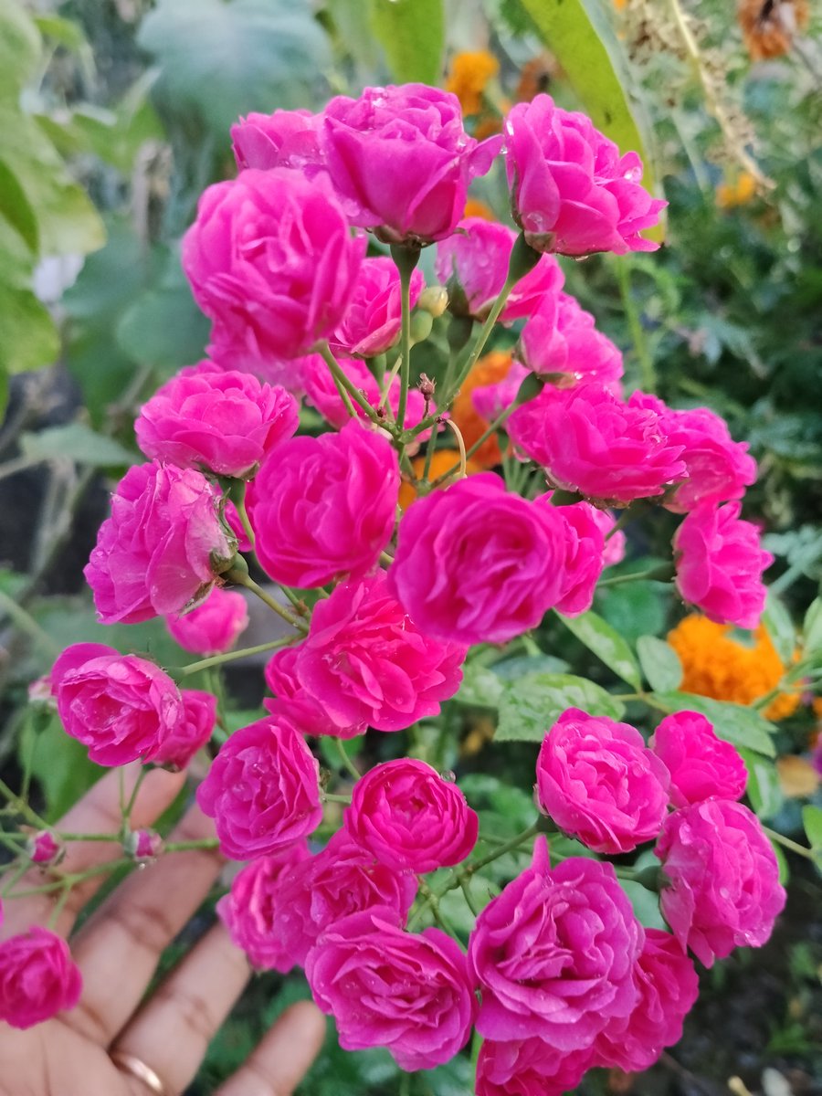 Moni_Mukta41941's tweet photo. 🌷আমার বাগানের গোলাপী সুন্দরী🌷

      🌷🩷🌷মাশাআল্লাহ 🩷🌷🩷 https://t.co/UlRkPOvtCI