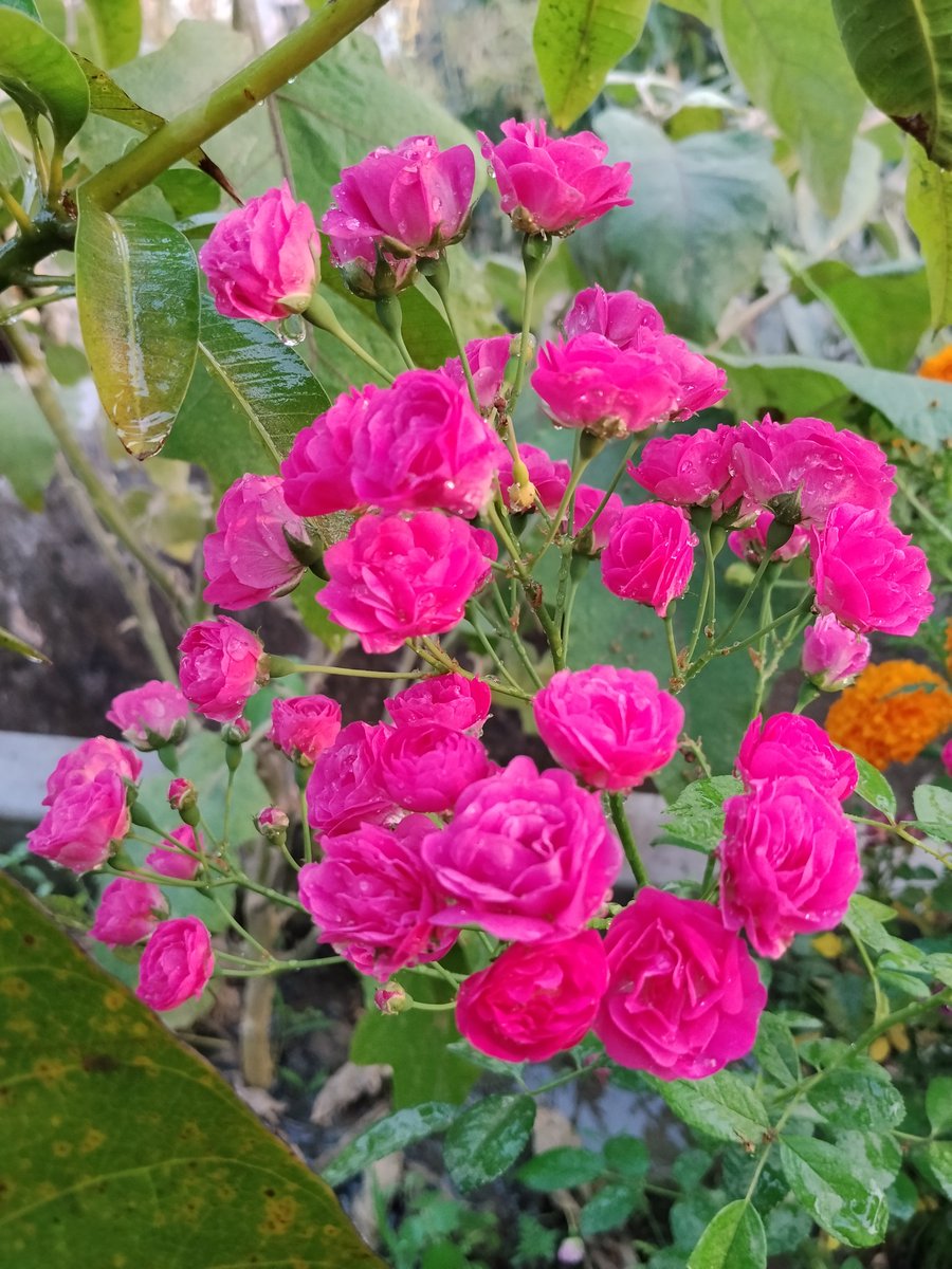 Moni_Mukta41941's tweet photo. 🌷আমার বাগানের গোলাপী সুন্দরী🌷

      🌷🩷🌷মাশাআল্লাহ 🩷🌷🩷 https://t.co/UlRkPOvtCI
